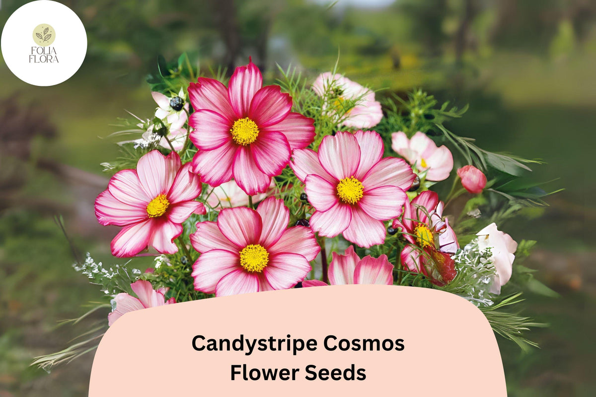 200 Candystripe Cosmos Seeds - Pink & White Bicolor Cosmos Bipinnatus Garden Flowers