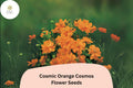 Cosmic Orange Cosmos Seeds – 200 Heat-Tolerant Annual Flower Seeds