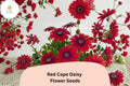 200 Red Cape Daisy Seeds - Osteospermum ecklonis Easy Grow
