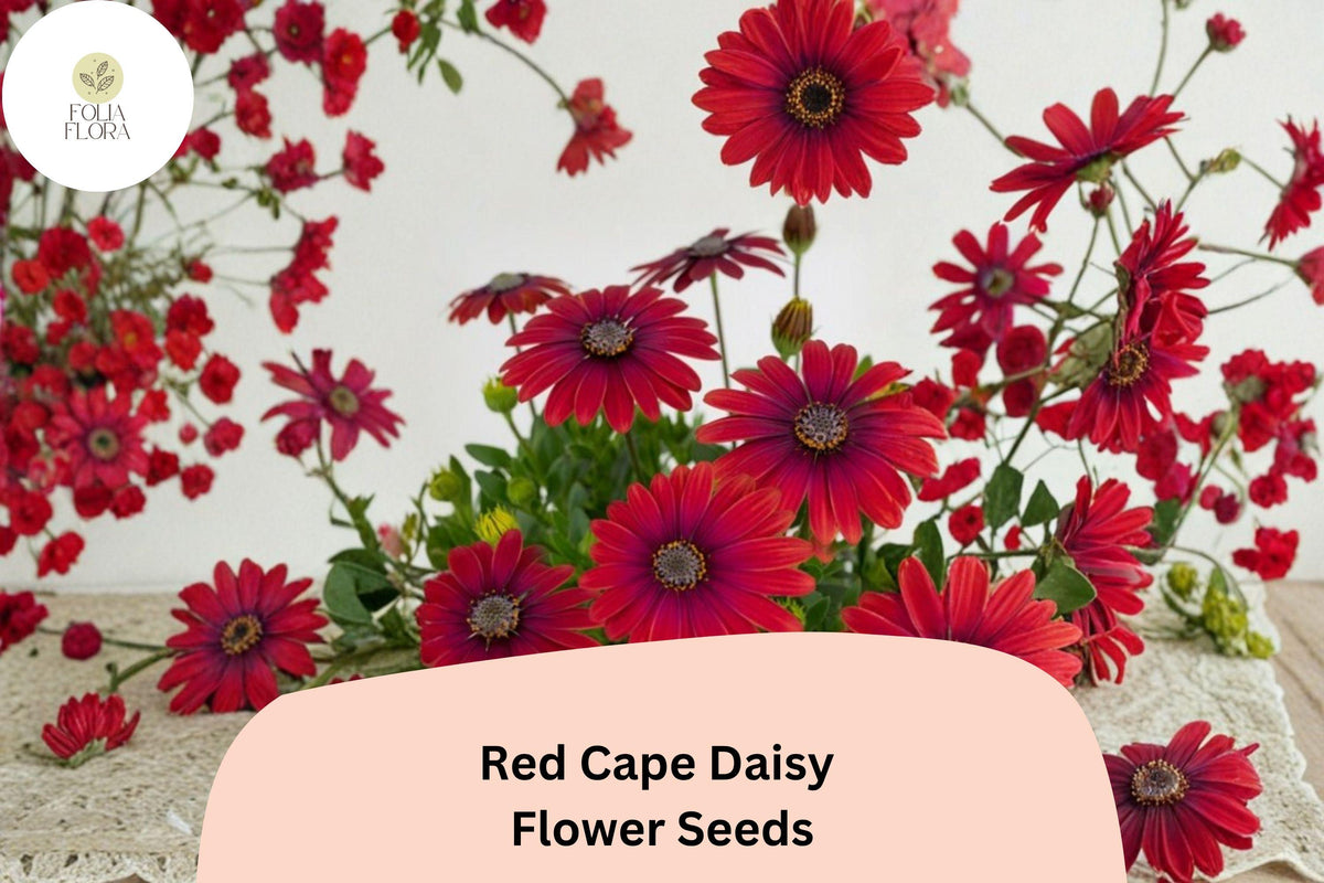 200 Red Cape Daisy Seeds - Osteospermum ecklonis Easy Grow