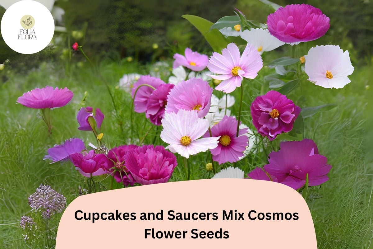 Cupcakes & Saucers Cosmos Seeds – 200 Mixed Color Flower Seeds for Easy Growing