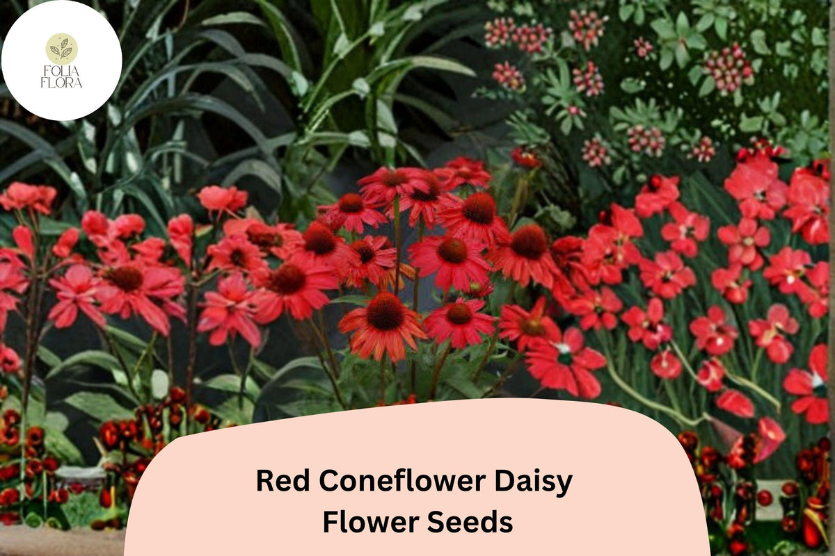200 Red Coneflower Daisy Seeds - Echinacea purpurea - Vibrant Red Blooms, Pollinator-Friendly