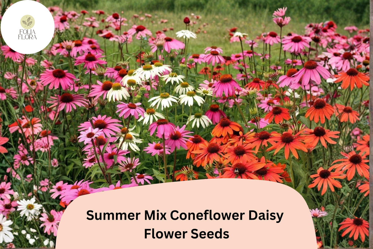 200 Summer Mix Coneflower Seeds - Echinacea Purpurea Colorful Garden Flowers