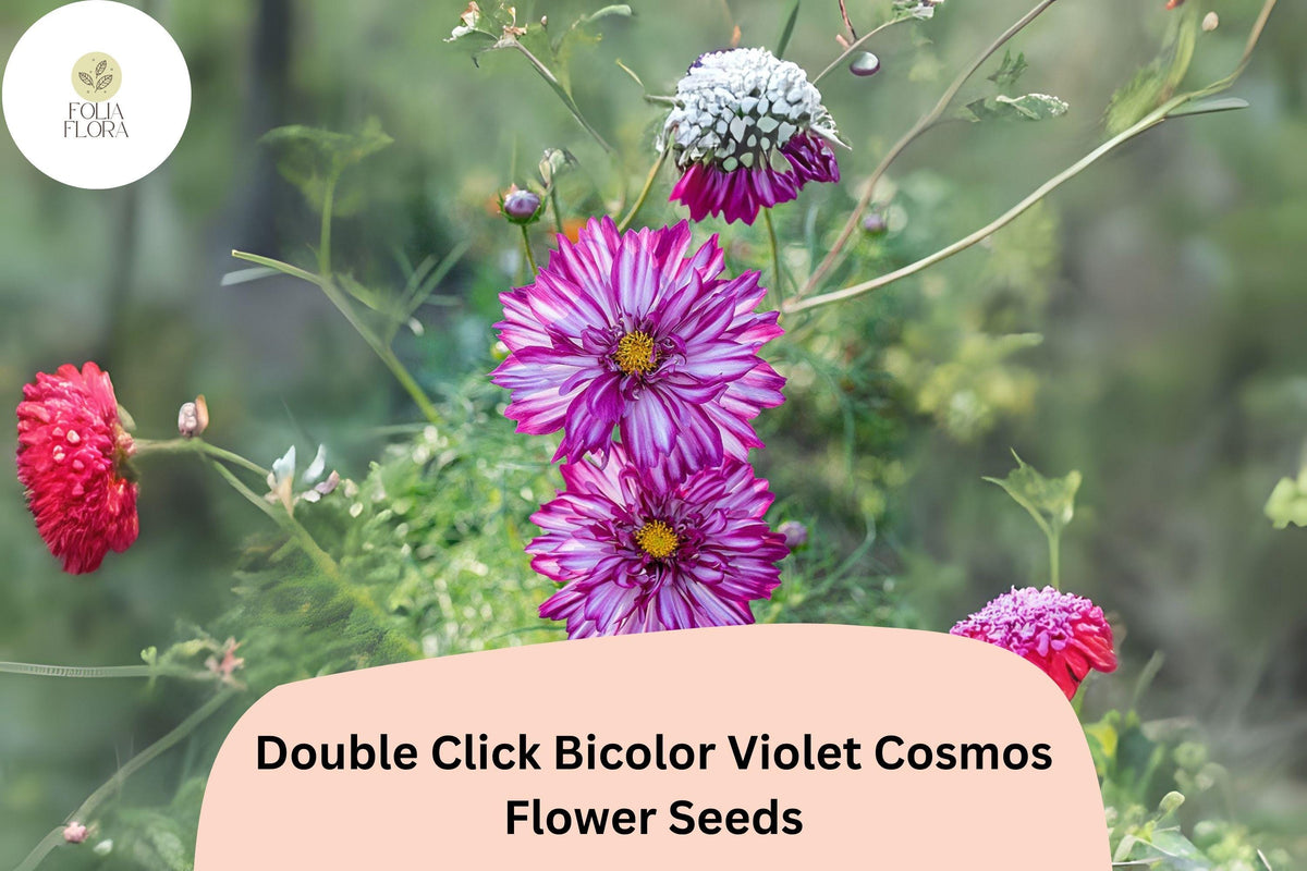 200 Double Click Violet Cosmos Seeds – Bicolor Purple White Flowers