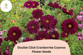 Cranberry Red Cosmos Seeds - Double Click Bipinnatus Flower (200 Seeds)