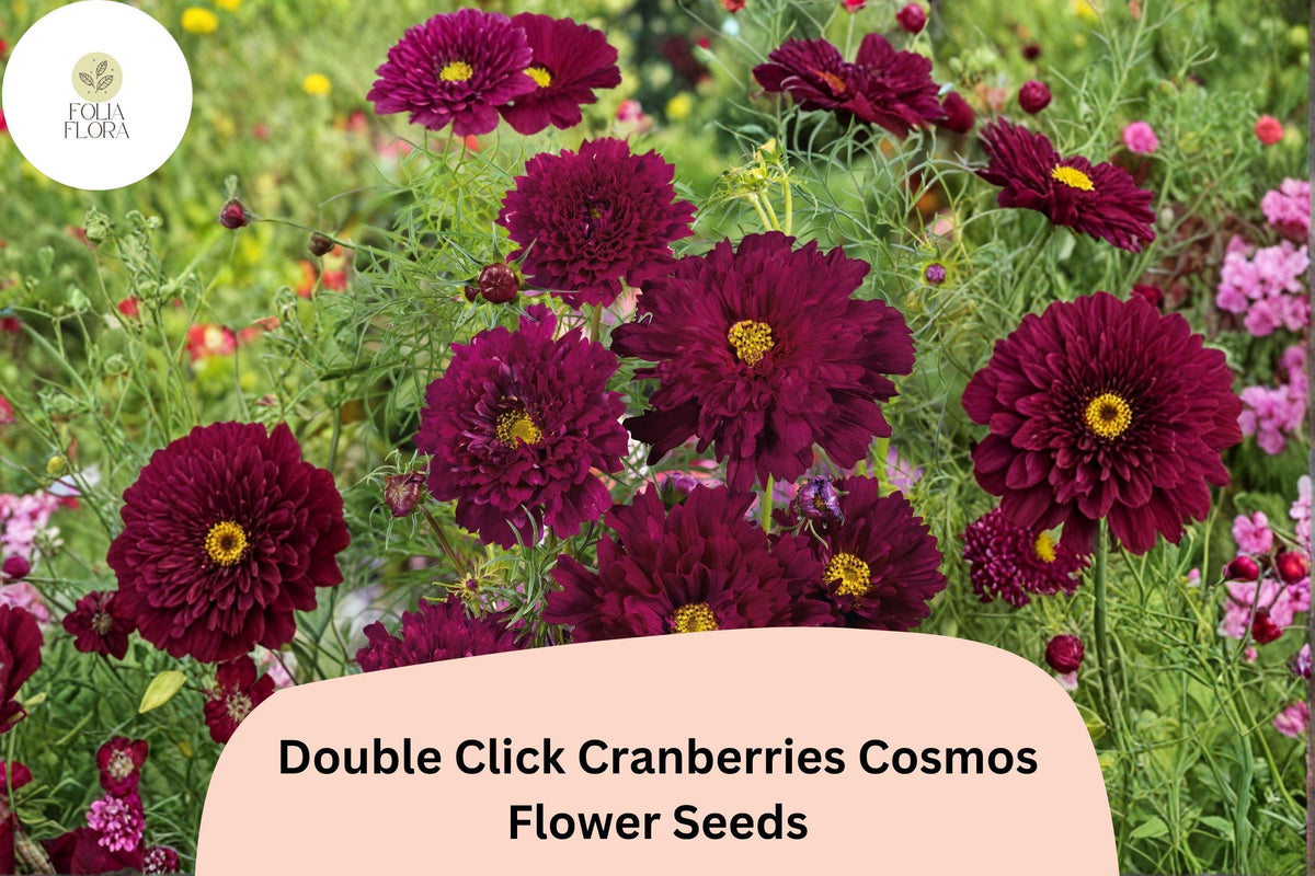 Cranberry Red Cosmos Seeds - Double Click Bipinnatus Flower (200 Seeds)