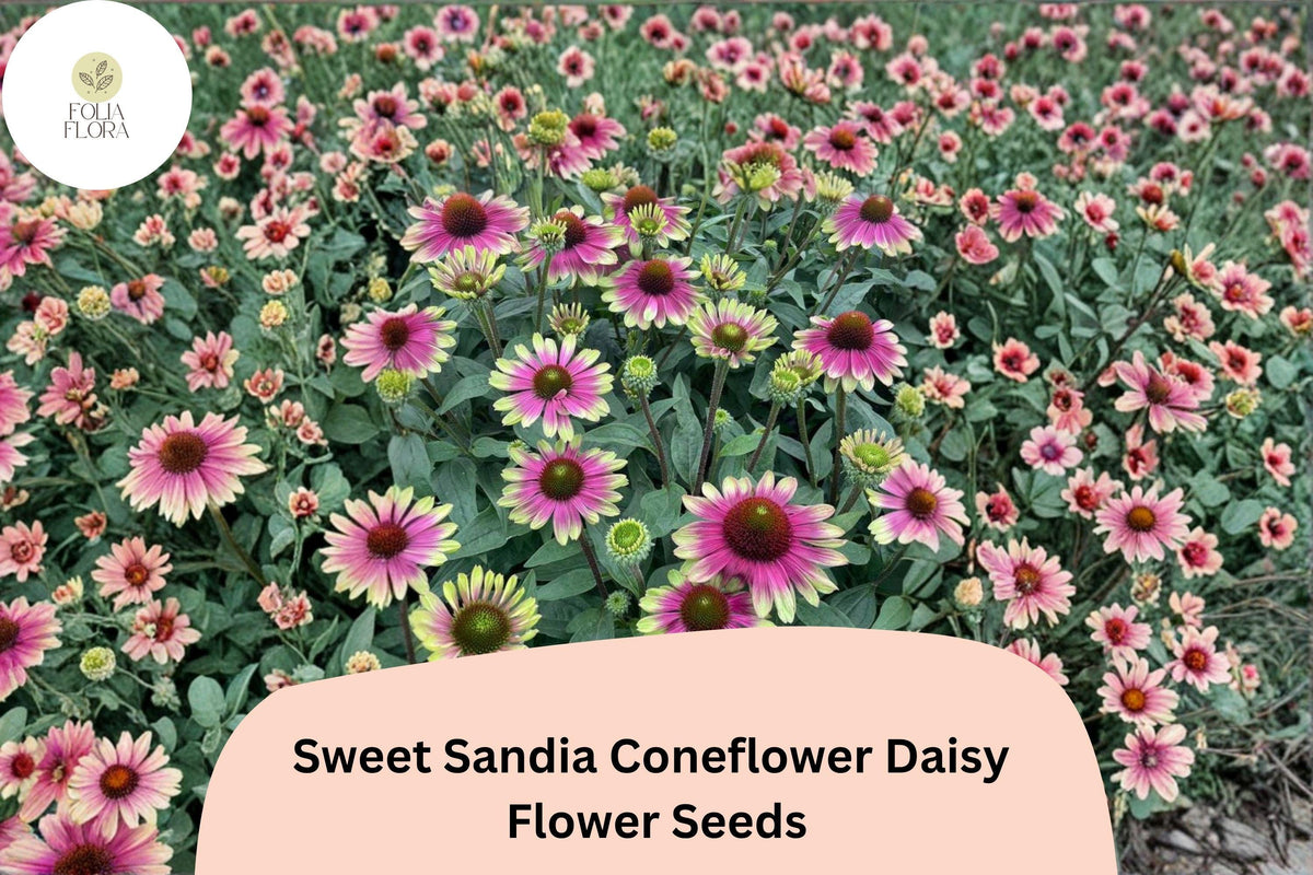200 Sweet Sandia Coneflower Seeds – Echinacea purpurea Pink & Red Blooms