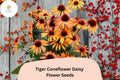 200 Tiger Coneflower Daisy Seeds - Echinacea purpurea Orange Blooms