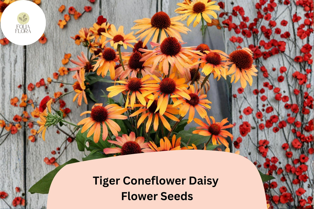 200 Tiger Coneflower Daisy Seeds - Echinacea purpurea Orange Blooms