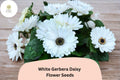 200 White Gerbera Daisy Seeds for Planting | Elegant Cut Flowers