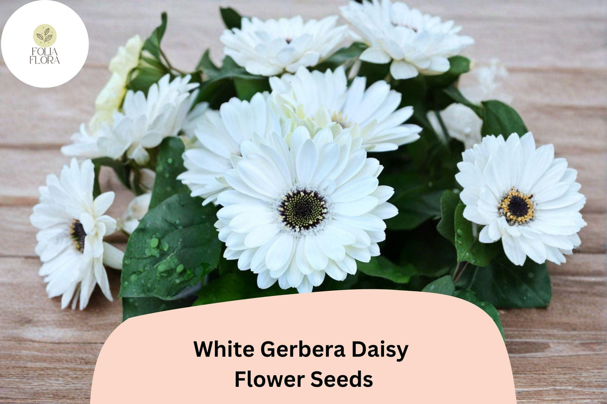 200 White Gerbera Daisy Seeds for Planting | Elegant Cut Flowers