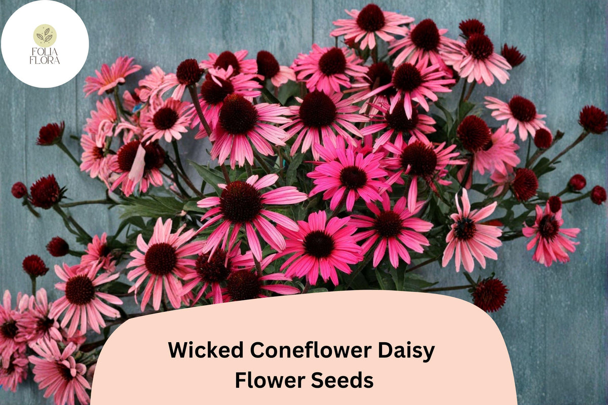 200 Wicked Coneflower Daisy Seeds - Echinacea purpurea Dark Bloom Mix