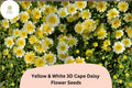 50 Cape Daisy Seeds - Yellow & White Bicolor Blooms (Osteospermum ecklonis)