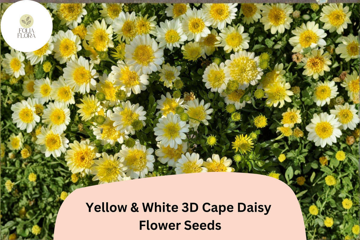 50 Cape Daisy Seeds - Yellow & White Bicolor Blooms (Osteospermum ecklonis)