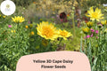 50 Yellow 3D Cape Daisy Seeds - Osteospermum ecklonis Golden Bloom Flower Seeds