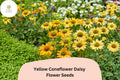 200 Yellow Coneflower Seeds - Echinacea paradoxa Golden Blooms