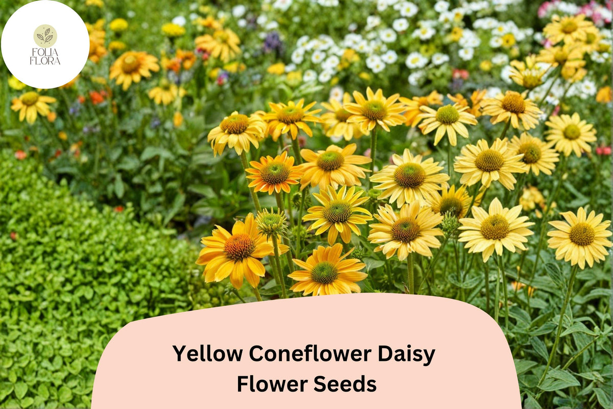 200 Yellow Coneflower Seeds - Echinacea paradoxa Golden Blooms