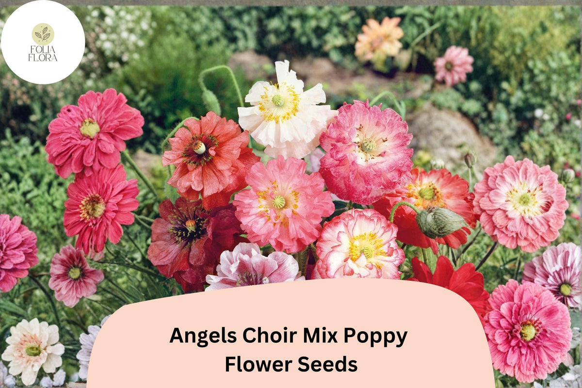 200 Angels Choir Poppy Seeds – Vibrant Papaver Flower Mix for Gardens