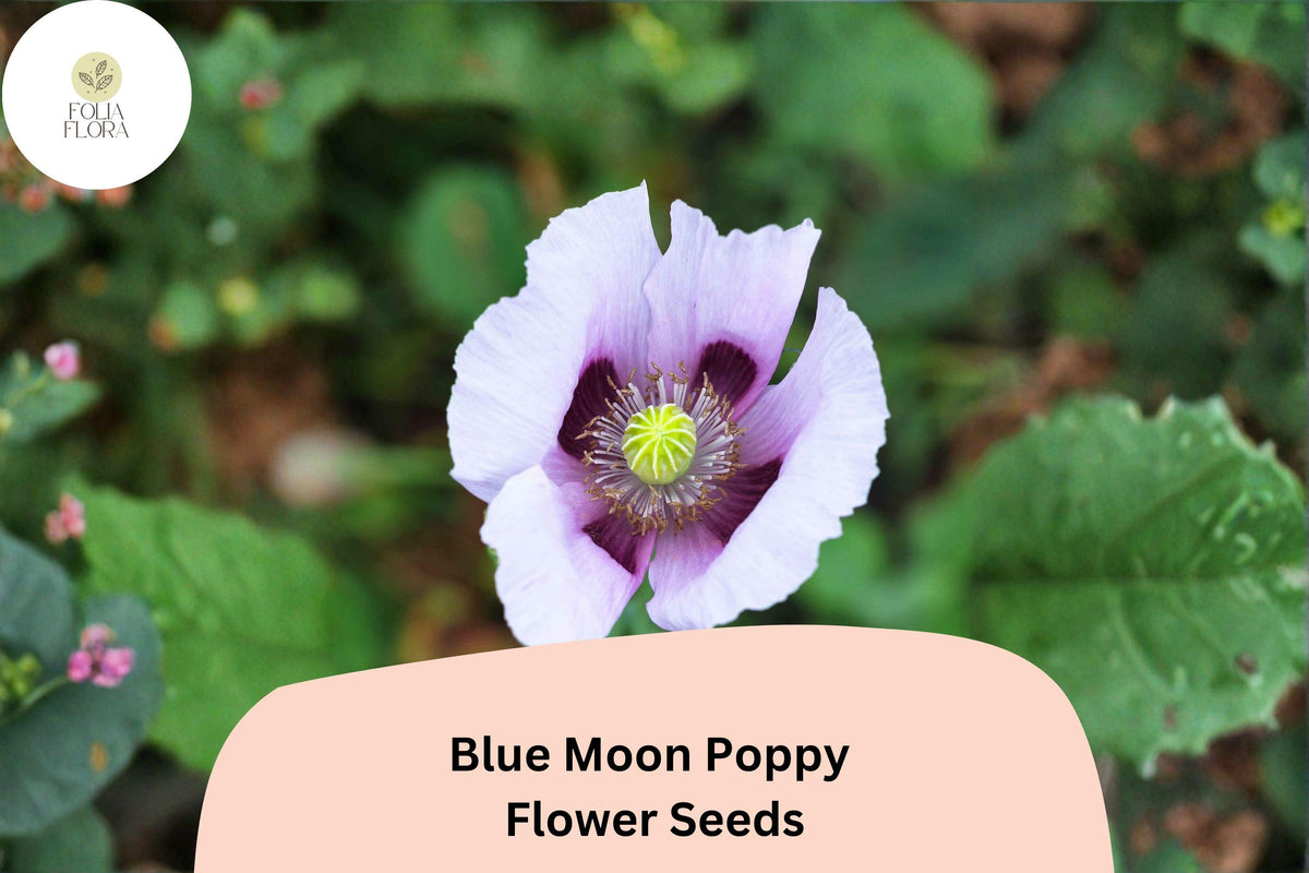 200 Blue Moon Poppy Seeds – Rare Lavender Blooms, Easy to Grow