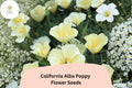 200 California Alba Poppy Seeds – White California Poppy Wildflower (Eschscholzia californica)