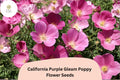 200 California Purple Gleam Poppy Seeds – Wildflower Garden Planting