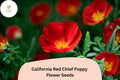 200 California Red Chief Poppy Seeds – Vibrant Wildflower Garden