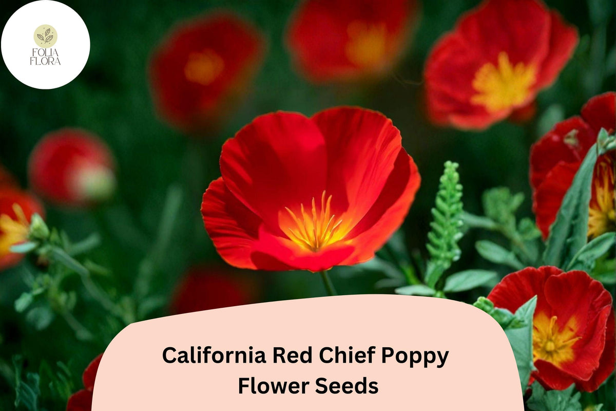 200 California Red Chief Poppy Seeds – Vibrant Wildflower Garden