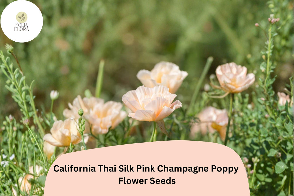 200 California Thai Silk Pink Champagne Poppy Seeds for Garden Planting - Soft Pastel Wildflowers