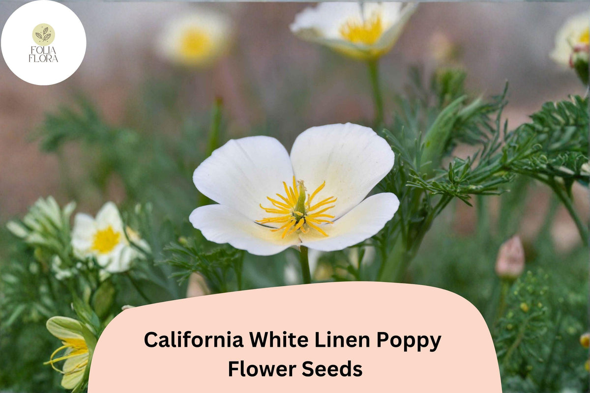 200 California White Linen Poppy Seeds for Planting – Elegant White Wildflowers
