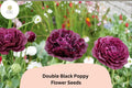 200 Double Black Poppy Seeds – Deep Maroon Velvet Blooms