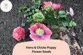 200 Hens and Chicks Poppy Seeds – Frilled Pink Blooms for Cottage Garden
