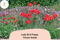 200 Lady Bird Poppy Seeds – Scarlet Red Wildflower with Black Centers