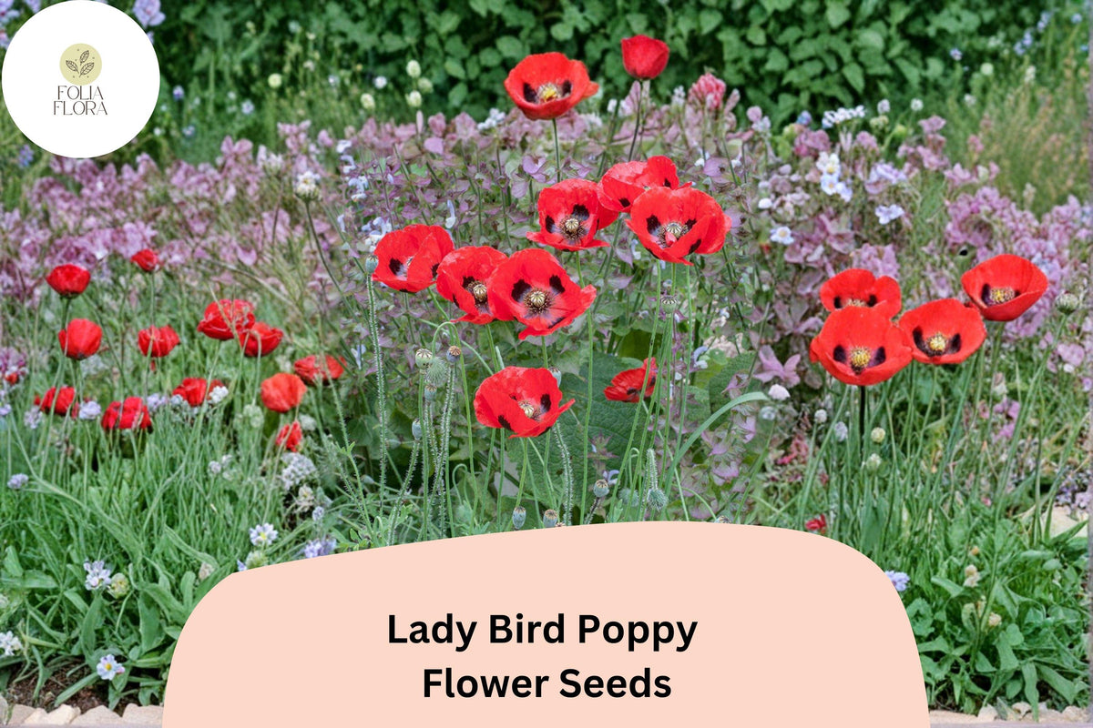 200 Lady Bird Poppy Seeds – Scarlet Red Wildflower with Black Centers