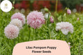 200 Lilac Pompom Poppy Seeds – Double Bloom Flowers for Planting