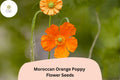 200 Moroccan Orange Poppy Seeds – Vibrant Orange Wildflower Blooms, Easy to Grow