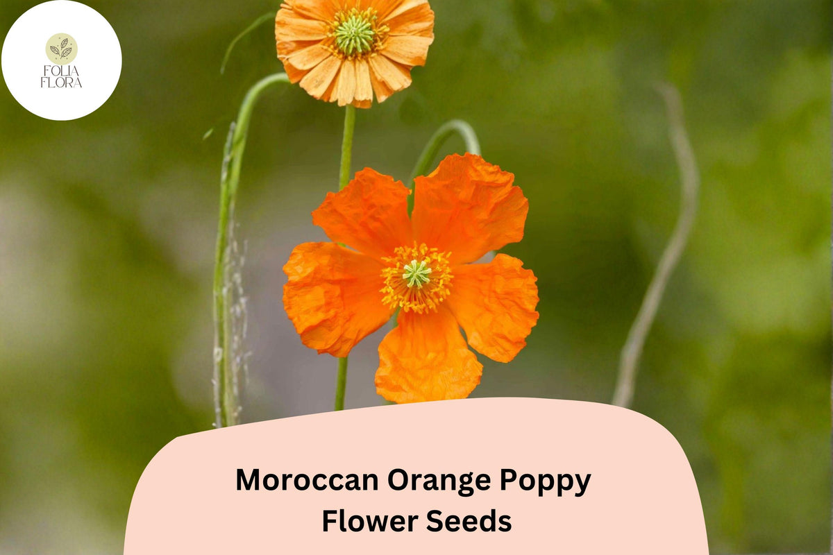 200 Moroccan Orange Poppy Seeds – Vibrant Orange Wildflower Blooms, Easy to Grow