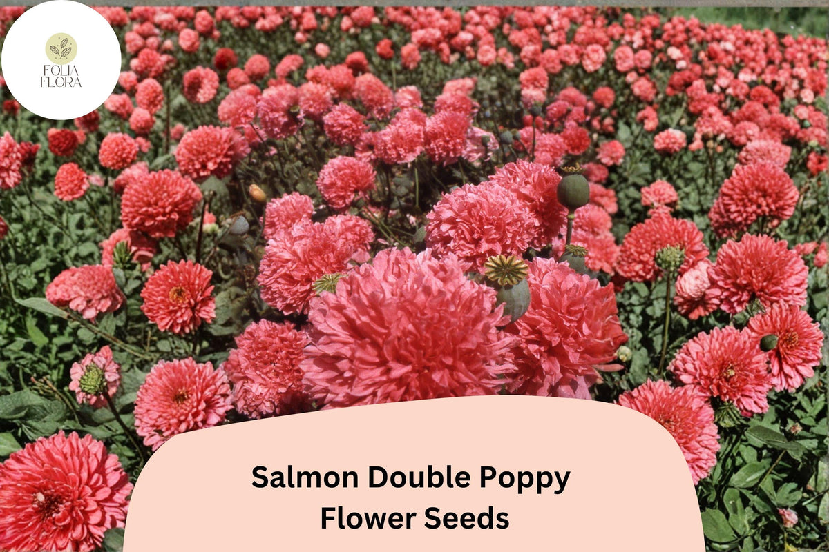 200 Salmon Double Poppy Seeds - Ruffled Pink Perennial Wildflower
