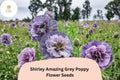 200 Shirley Amazing Grey Poppy Seeds - Lavender Wildflower for Planting