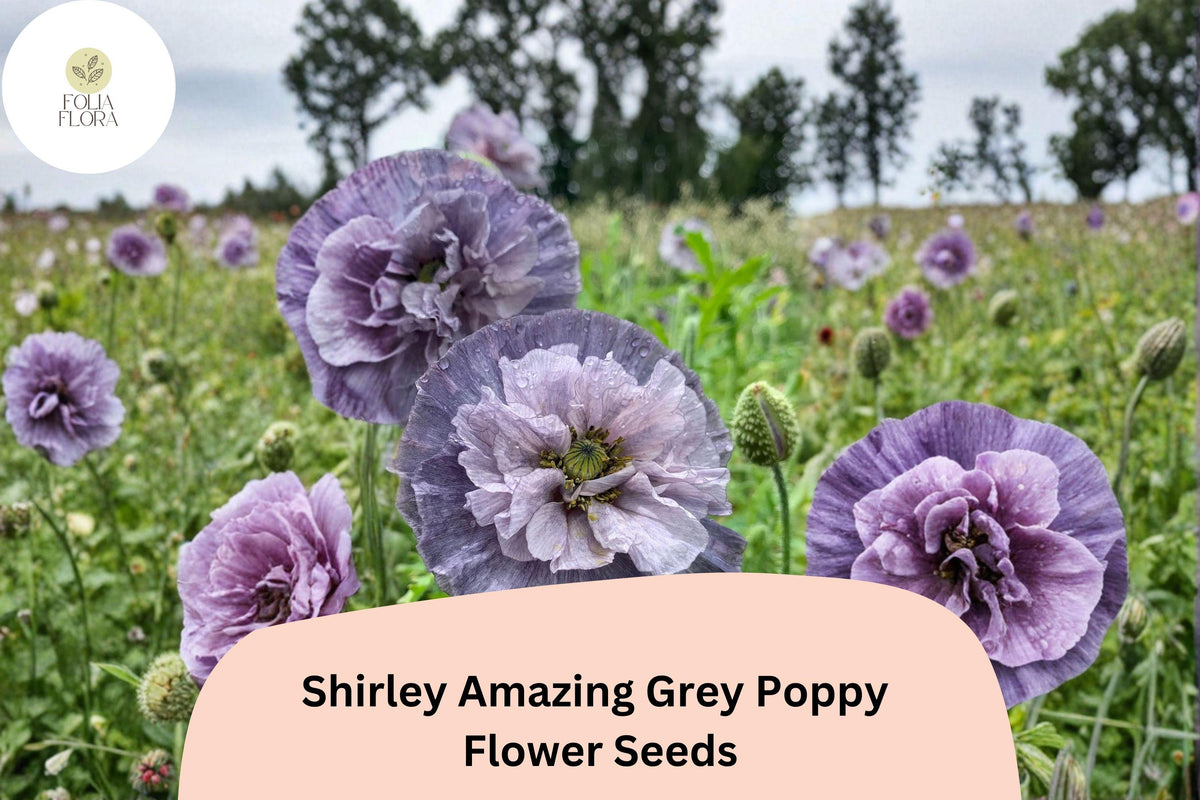 200 Shirley Amazing Grey Poppy Seeds - Lavender Wildflower for Planting