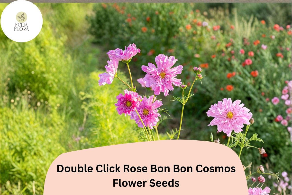 Double Click Rose Bon Bon Cosmos Seeds – 200 Pink Cut Flower Seeds