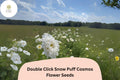 Double Click Snow Puff Cosmos Seeds – 200 White Garden Flower Seeds