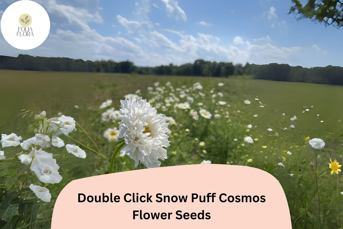 Double Click Snow Puff Cosmos Seeds – 200 White Garden Flower Seeds