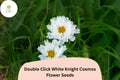200 Double Click White Knight Cosmos Seeds for Planting | Garden & Cut Flowers