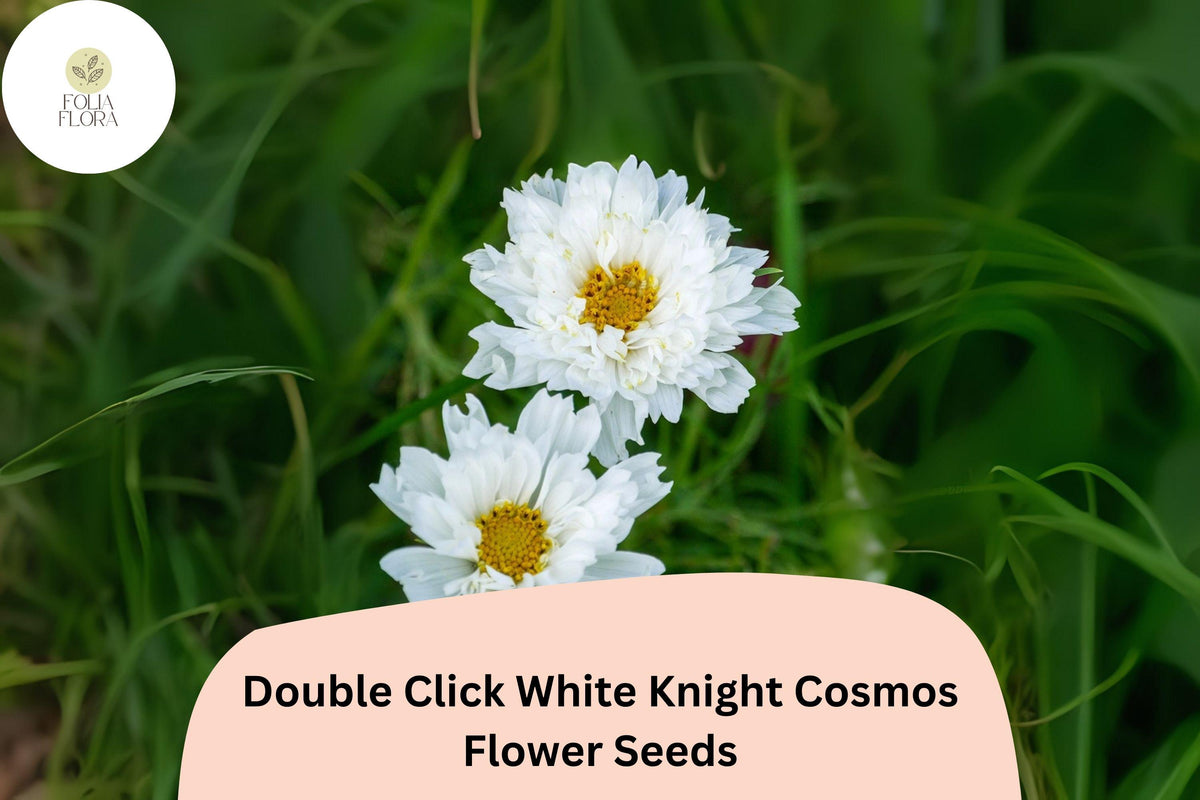 200 Double Click White Knight Cosmos Seeds for Planting | Garden & Cut Flowers