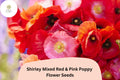 200 Shirley Red & Pink Poppy Seeds – Easy Grow Annual Wildflower