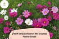 200 Dwarf Cosmos Seeds - Early Sensation Mix, Pink White Rose Blooms