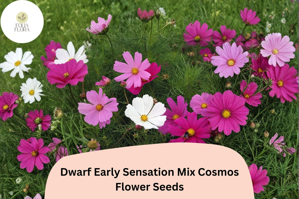 200 Dwarf Cosmos Seeds - Early Sensation Mix, Pink White Rose Blooms