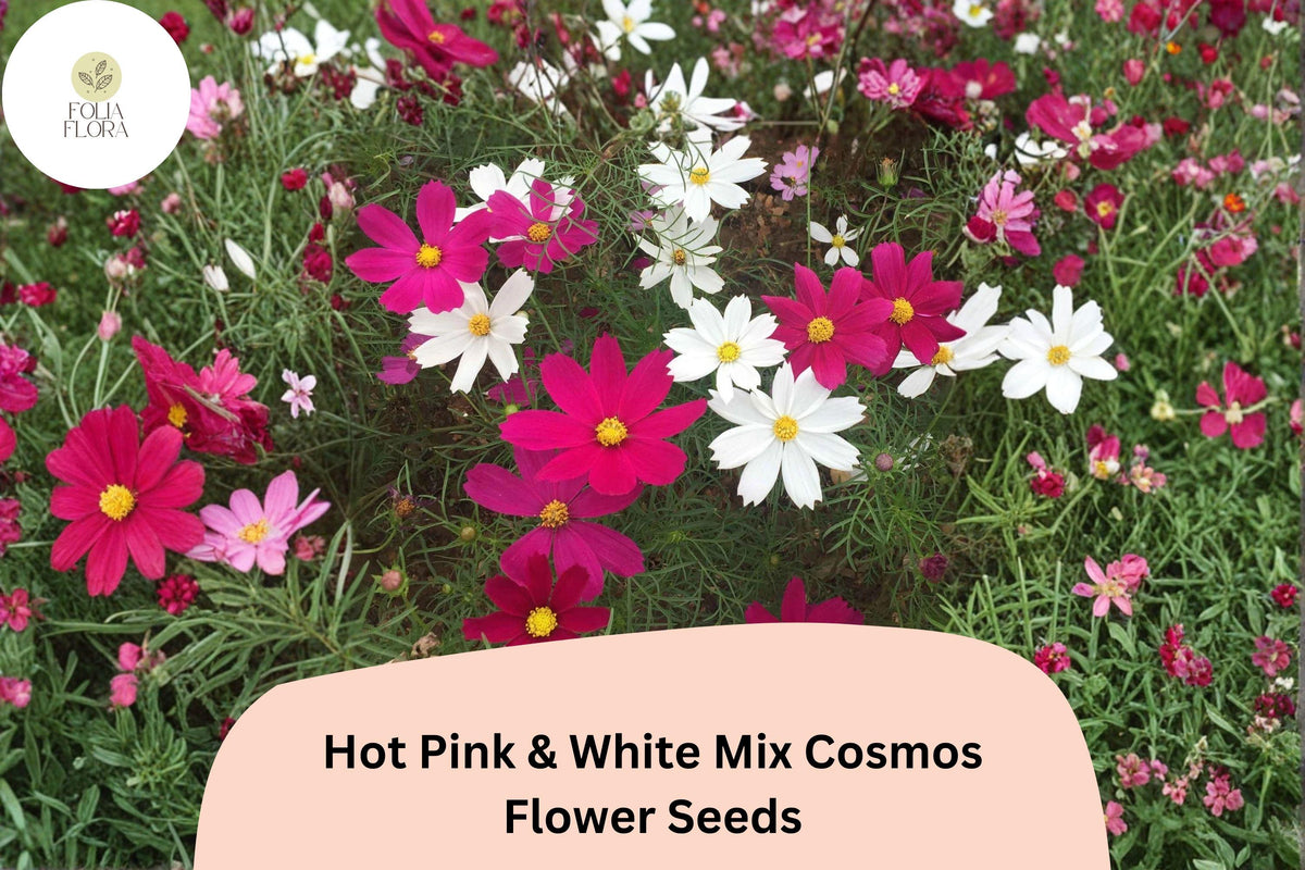200 Hot Pink & White Cosmos Seeds | Garden Flower Mix