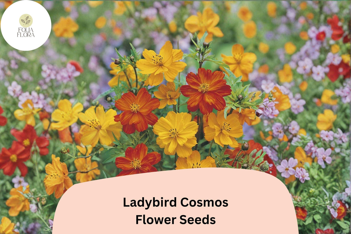200 Ladybird Cosmos Seeds - Orange Red Yellow Mix, Compact Garden Flower