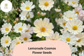 200 Lemonade Cosmos Seeds – Soft Yellow Pollinator-Friendly Garden Flower